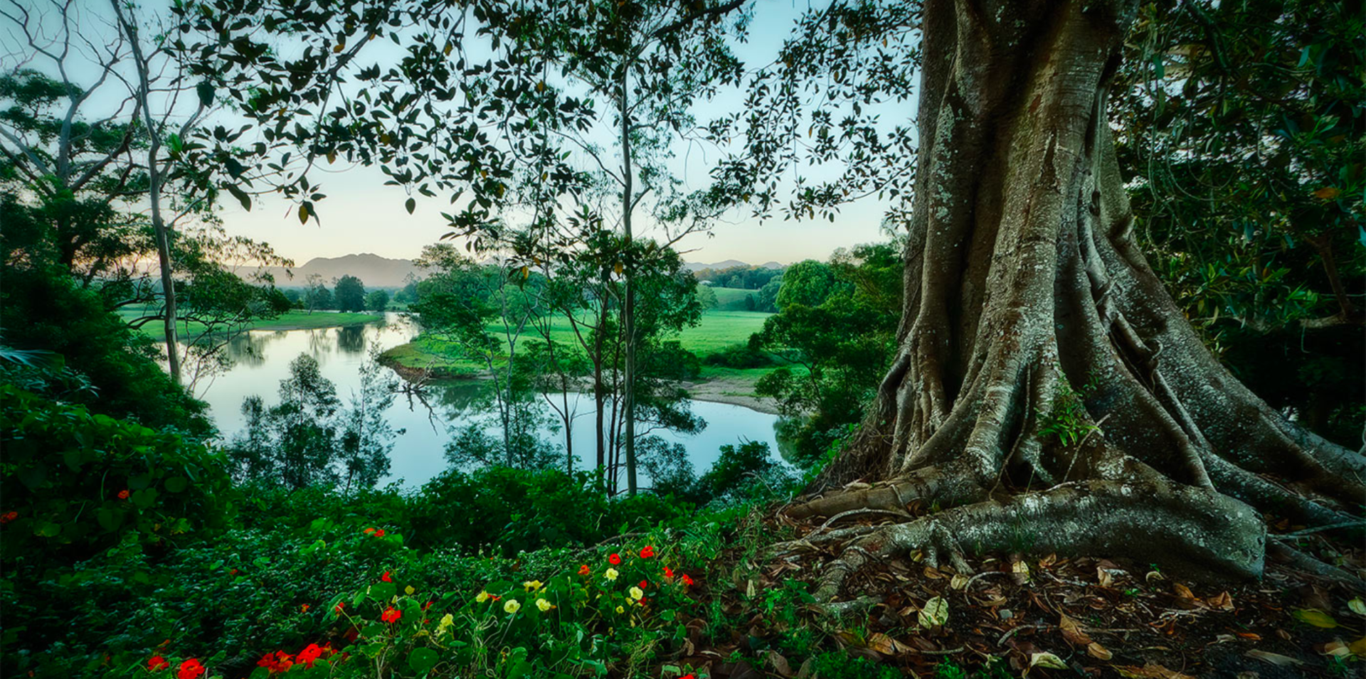 Fig Tree Tales